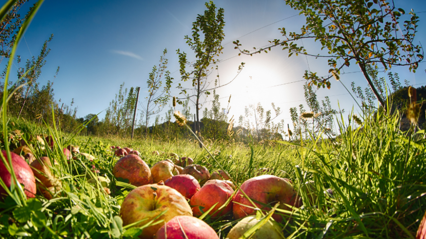 Petritegi cider house and European cultural heritage